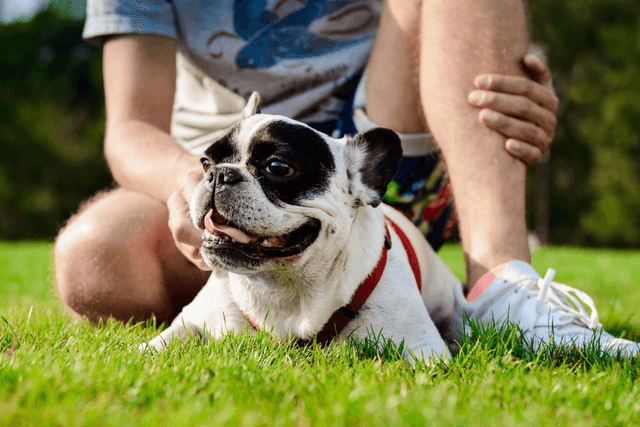 Cuidados com pets no verão: dicas práticas para proteger no calor intenso