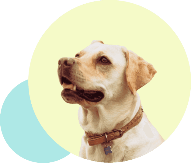 Clínica Veterinária em Poços de Caldas