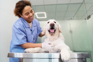 castração em cães castração em gatos