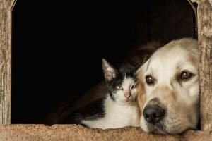 vermifugação de cães vermifugação de gatos