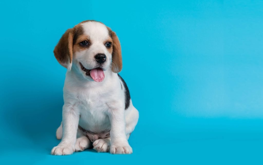 10 cuidados essenciais com um cachorro filhote