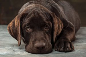 Giárdia canina: sintomas e prevenção