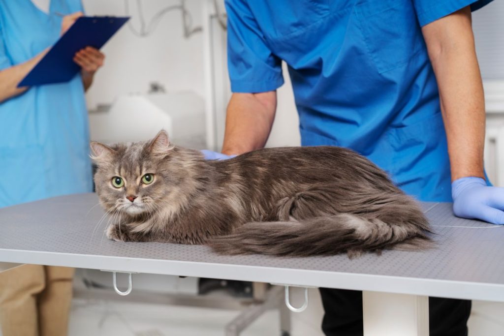 Levando seu gato ao veterinário]