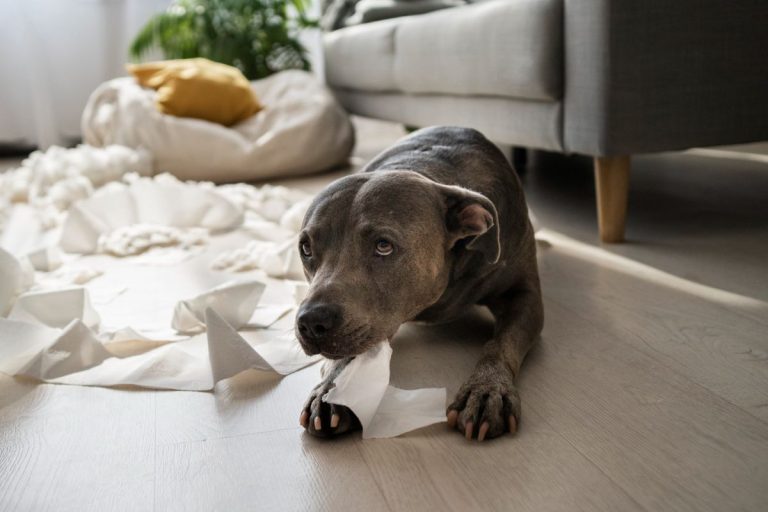 Ansiedade em cães