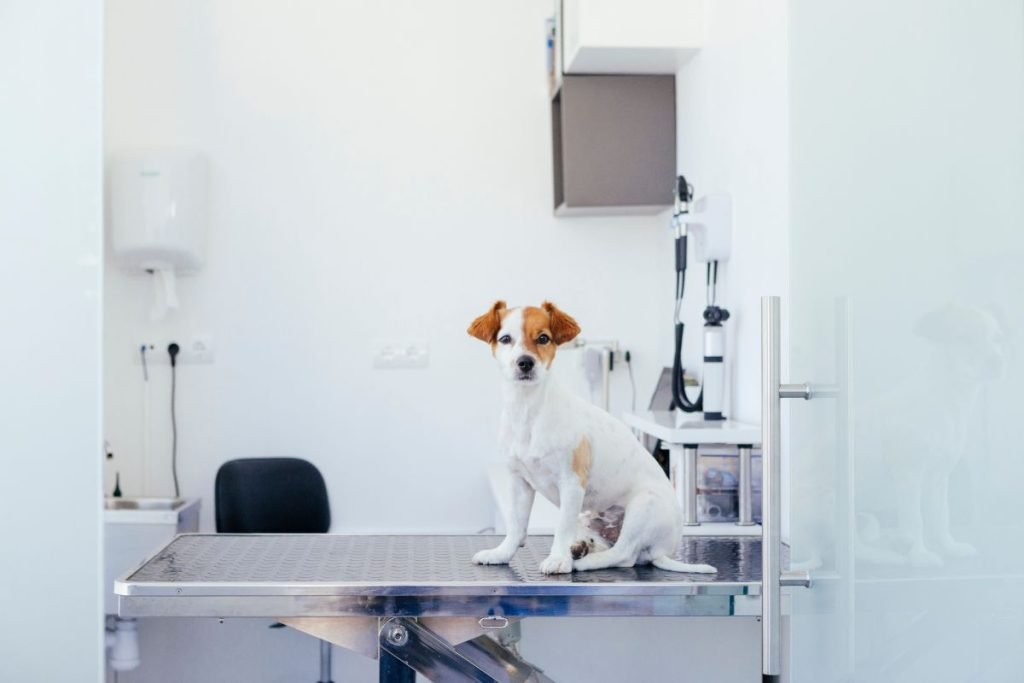 atendimento veterinário 24 horas