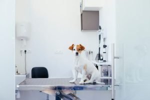 atendimento veterinário 24 horas