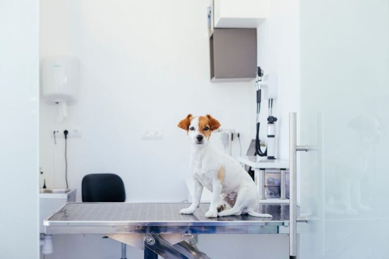 atendimento veterinário 24 horas