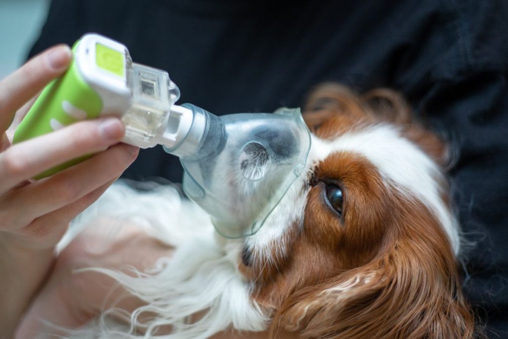 doenças respiratórias em pets