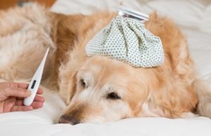 gripe em cães e gatos
