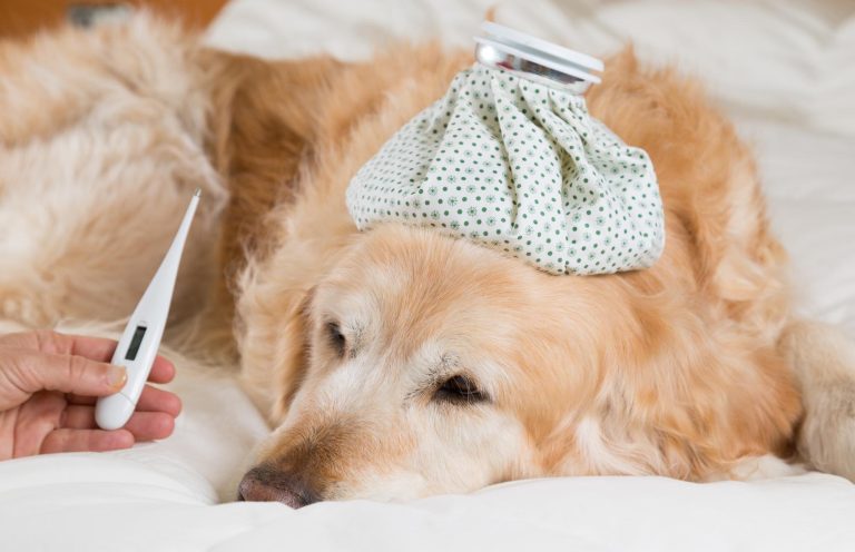 gripe em cães e gatos