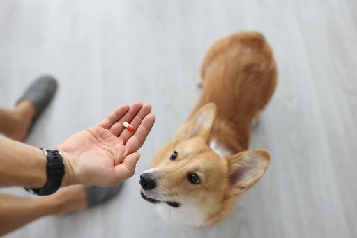 Automedicação em cães e gatos: quais os riscos à saúde