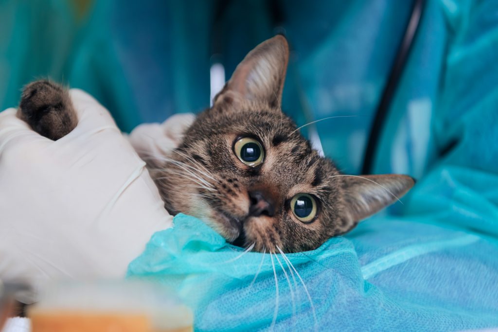 Cuidados antes e depois da cirurgia em cães e gatos