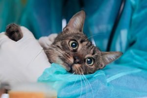 Cuidados antes e depois da cirurgia em cães e gatos