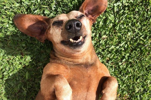 Guia do Cão Idoso: cuidados, saúde e bem-estar na melhor idade