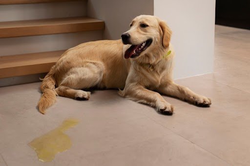 Incontinência urinária em cães e gatos: sinais, causas e tratamento