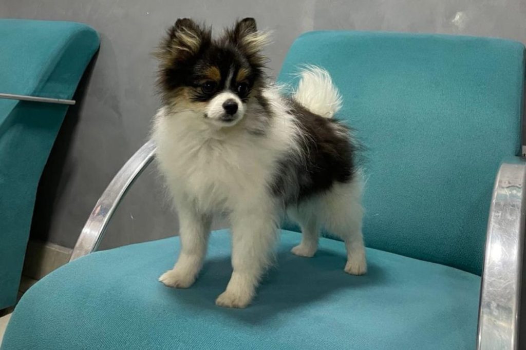 Queda de pelo em cachorro