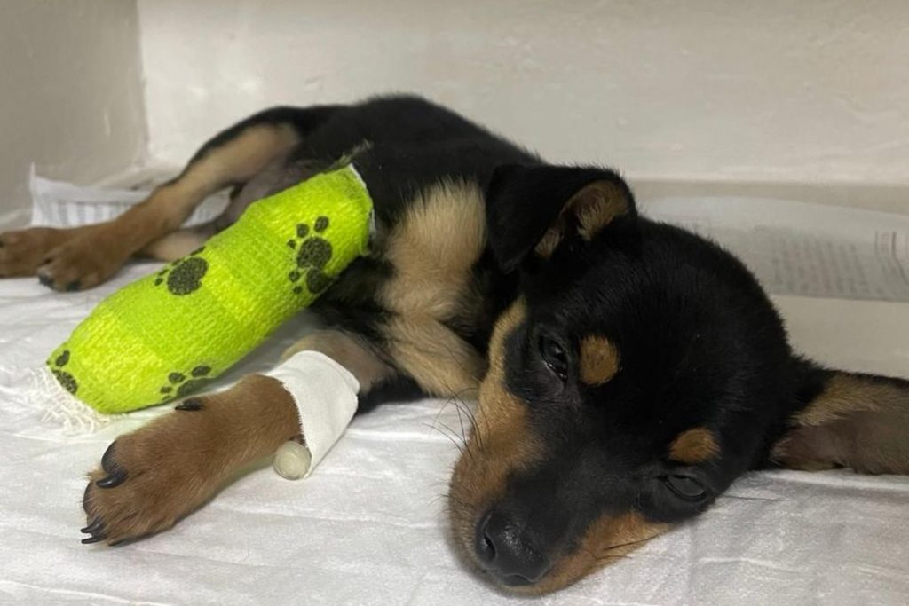 Sintomas de emergência em pets