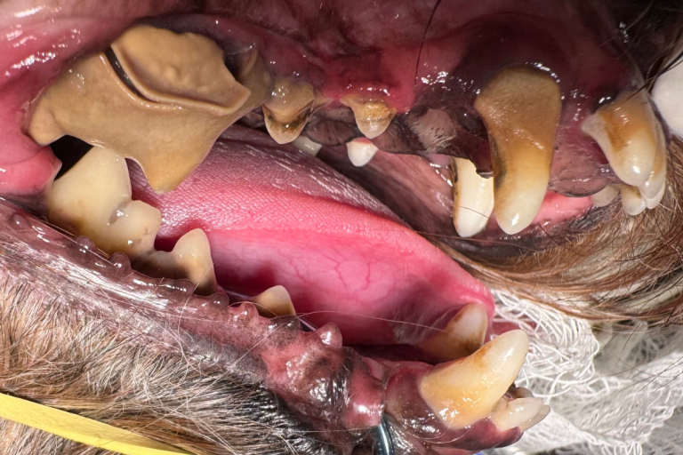 Tártaro em cães e gatos