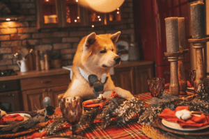 Cães e gatos: alimentos proibidos nas ceias de fim de ano