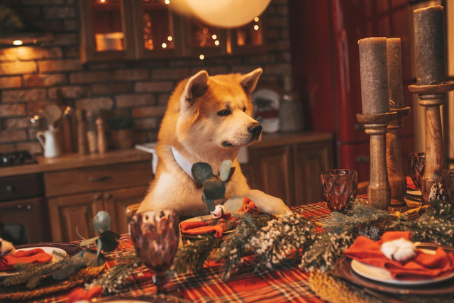 Cães e gatos: alimentos proibidos nas ceias de fim de ano