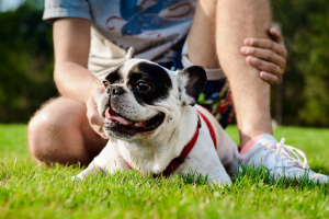 Cuidados com pets no verão: dicas práticas para proteger no calor intenso
