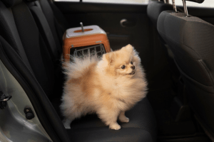 Guia de viagem com pets: passos rápidos para viajar sem estresse