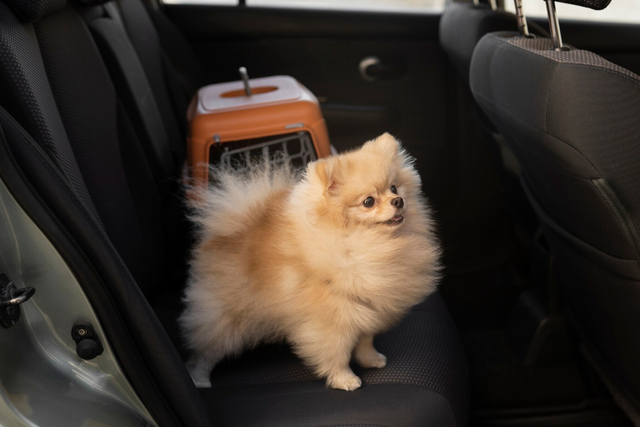 Guia de viagem com pets: passos rápidos para viajar sem estresse