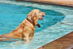 Os principais cuidados com seu pet na piscina ou na praia