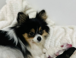 Cadela Grávida: tudo o que o tutor precisa saber sobre a gestação