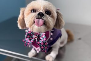 Carnaval Pet: cuidados essenciais para curtir a folia