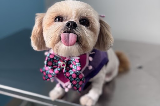 Carnaval Pet: cuidados essenciais para curtir a folia