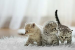 Como cuidar do meu gato filhote: guia prático para os primeiros meses