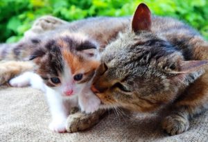 Gravidez em gatas: sintomas, fases e cuidados essenciais